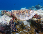 Hawksbill turtle swimming, Fushifaru Sandbank, Lhaviyani Atoll, Maldives. Image.