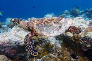 Mr. Kilmister, hawksbill, adopted for Dirk Georg Hawksbill turtle swimming, Fushifaru Sandbank, Lhaviyani Atoll, Maldives. Image.