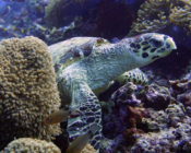 Hawksbill turtle, Anemone Thila, Lhaviyani Atoll, Maldives. Image.