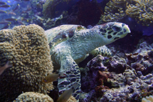 Ella, hawksbill, adopted for Ella Hawksbill turtle, Anemone Thila, Lhaviyani Atoll, Maldives. Image.
