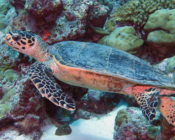 Hawksbill turtle, Kanuhura Outreef, Lhaviyani Atoll, Maldives. Image.