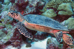 Josie, hawksbill, adopted for Jose Hawksbill turtle, Kanuhura Outreef, Lhaviyani Atoll, Maldives. Image.