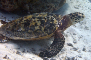 Pretty Pira, hawksbill, adopted by Isabelle Hawksbill turtle resting on sea bottom, Reethi Faru, Lhaviyani Atoll, Maldives. Image.