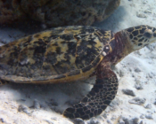 Hawksbill turtle resting on sea bottom, Reethi Faru, Lhaviyani Atoll, Maldives. Image.
