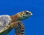 Adopted turtle in the Maldives. Image