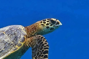 Susie Beime, hawksbill, adopted by David. Adopted turtle in the Maldives. Image