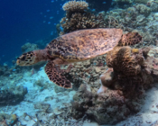 Hawksbill turtle, Maavah Inside, Laamu Atoll, Maldives. Image.