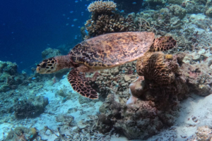 Jody, hawksbill, adopted for Jody by Peter Hawksbill turtle, Maavah Inside, Laamu Atoll, Maldives. Image.