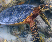 Hawksbill turtle, Reethi Faru Kanuhura Housereef, Lhaviyani Atoll, Maldives. Image.