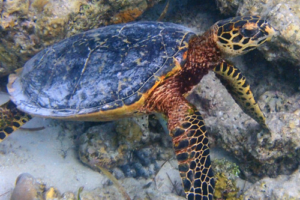 Bella, hawksbill, adopted for Catherine byCorina Arangure Hawksbill turtle, Reethi Faru Kanuhura Housereef, Lhaviyani Atoll, Maldives. Image.