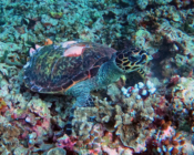 Hawksbill turtle on coral reef, Makunudhoo South, North, Malé, Maldives. Image.