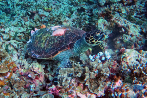 Millie, hawksbill, adopted for Millie Hawksbill turtle on coral reef, Makunudhoo South, North, Malé, Maldives. Image.