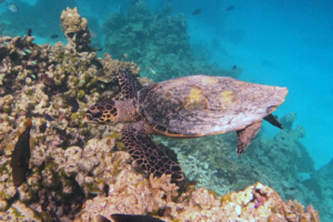 Fluffy, hawksbill, adopted for Megan Hawksbill turtle, Makunudhoo Reef, North, Malé, Maldives. Image.