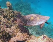 Hawksbill turtle, Makunudhoo Reef, North, Malé, Maldives. Image.
