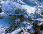 Hawksbill turtle, Makunudhoo, North Malé Atoll, Maldives. Image.