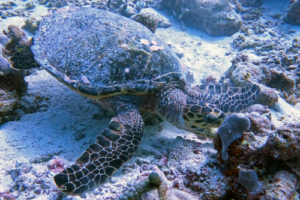Rod, hawksbill, adopted by Rod Hawksbill turtle, Makunudhoo, North Malé Atoll, Maldives. Image.
