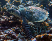 Hawksbill, Makunudhoo South, North, Malé, Maldives. Image.
