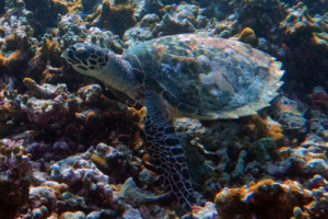 Freddy, hawksbill, adopted for Bas by Mandy Christal Borremans Hawksbill, Makunudhoo South, North, Malé, Maldives. Image.
