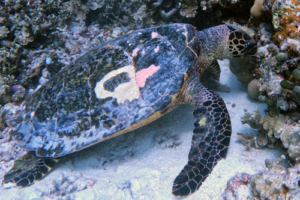 Turtle Atack, hawksbill, adopted Hawksbill, Makunudhoo South, North, Malé, Maldives. Image.