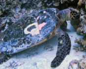 Hawksbill, Makunudhoo South, North, Malé, Maldives. Image.