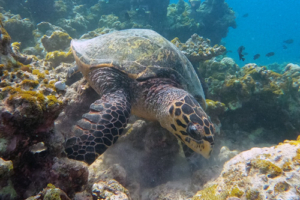 Crush, hawksbill, adopted for Moe Hawksbill turtle eating coral, Makunudhoo Reef, North, Malé, Maldives. Image.