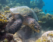 Hawksbill turtle eating coral, Makunudhoo Reef, North, Malé, Maldives. Image.