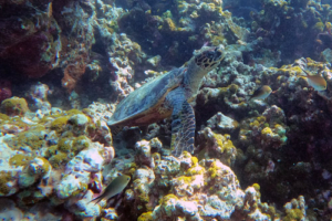 Lebron, hawksbill, adopted for Taylor & Blair Juvenile hawksbill turtle, Makunudhoo Reef, North Malé, Maldives. Image.