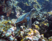 Juvenile hawksbill turtle, Makunudhoo Reef, North Malé, Maldives. Image.