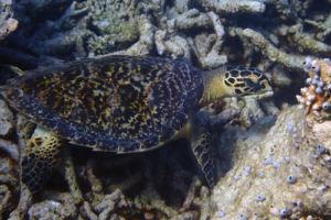 Walter, hawksbill, adopted for Tom by Aisling Hawksbill turtle, Laama Faru, Haa, Laamu Atoll, Maldives. Image.