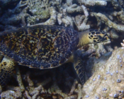 Hawksbill turtle, Laama Faru, Haa, Laamu Atoll, Maldives. Image.