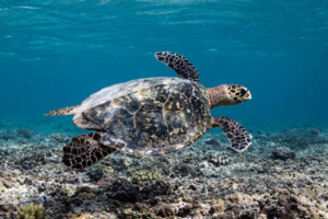 Waanjai, hawksbill, adopted Hawksbill turtle, Olhuveli Corner, Laamu Atoll, Maldives. Image.