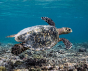 Hawksbill turtle, Olhuveli Corner, Laamu Atoll, Maldives. Image.