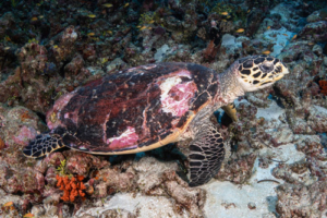 Vadelma, hawksbill, adopted for Iina by Jannis Hawksbill turtle, Kurethi, Laamu Atoll, Maldives. Image.