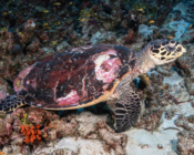 Hawksbill turtle, Kurethi, Laamu Atoll, Maldives. Image.