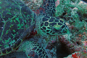 Miky, hawksbill, adopted for Nimrod Hawksbill turtle, feeding on reef, Fushifaru Kandu, Lhaviyani atoll, Maldives. Image.