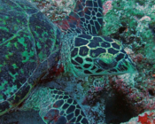 Hawksbill turtle, feeding on reef, Fushifaru Kandu, Lhaviyani atoll, Maldives. Image.