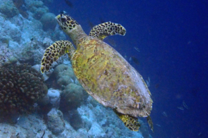 Ariane, hawksbill, adopted for Ariane by Barbara Vassalli Hawksbill turtle swimming, Kuredu Caves, Lhaviyani, Atoll, Maldives. Image.