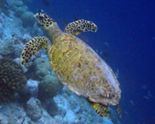 Hawksbill turtle swimming, Kuredu Caves, Lhaviyani, Atoll, Maldives. Image.