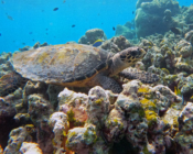 Hawksbill turtle, Makunudhoo Reef, North Malé atoll, Maldives. Image.