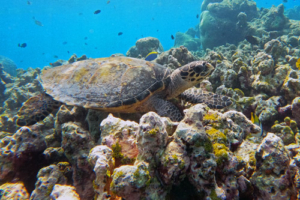 Niwa, hawksbill, adopted for Iwan by Michael Wiget Hawksbill turtle, Makunudhoo Reef, North Malé atoll, Maldives. Image.