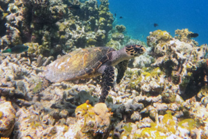 Julia, hawksbill, adopted for Julia by Natalie Hawksbill turtle, Makunudhoo South, North Malé Atoll, Maldives. Image.