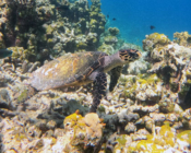 Hawksbill turtle, Makunudhoo South, North Malé Atoll, Maldives. Image.