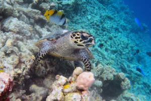 Marc, hawksbill, adopted for Marc by Carys Bowen Hawksbill turtle, Makunudhoo Reef, North Malé atoll, Maldives.. Image.