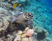Hawksbill turtle, Makunudhoo Reef, North Malé atoll, Maldives.. Image.