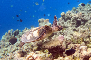 Baby Ani, hawlsbill, adopted for Anisa Hawksbill turtle, Makunudhoo Reef, North Malé atoll, Maldives. Image.