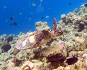 Hawksbill turtle, Makunudhoo Reef, North Malé atoll, Maldives. Image.