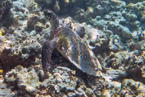 Upsi of the Sea, hawksbill, adopted fro Upasana by Anneysa Ghosh Kumar Hawksbill turtle, Makunudhoo South, North Malé atoll, Maldives. Image.