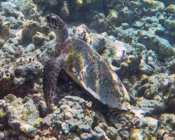 Hawksbill turtle, Makunudhoo South, North Malé atoll, Maldives. Image.