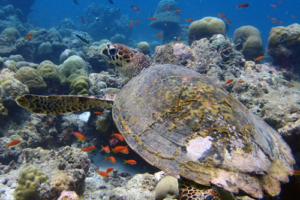 Katie, hawksbill, adopted for Ella Hawksbill turtle, Kuredu Express, Lhaviyani Atoll, Maldives. Image.