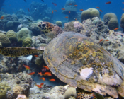 Hawksbill turtle, Kuredu Express, Lhaviyani Atoll, Maldives. Image.